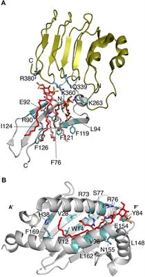 The repertoire of protein-sulfatide interactions reveal distinct modes of sulfatide recognition